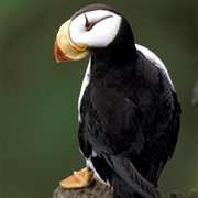Horned Puffin