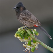 Red-Vented Bulbul
