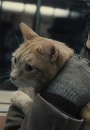 Tigger, Jerry, and Daryl as Ulysses (Inside Llewyn Davis) (2013)