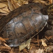 Shaanxi Box Turtle