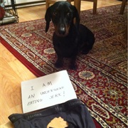 Dogshaming