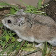 Sokolov's Dwarf Hamster