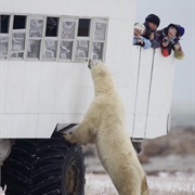 Go on a Polar Bear Safari (MB)