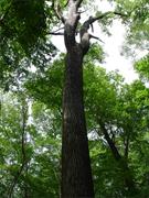 Newton Woods (Michigan)