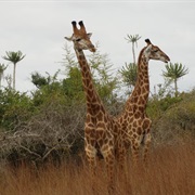 Kissama National Park