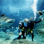 Melbourne Aquarium Shark Dive