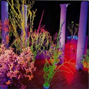 Could You Be the One?