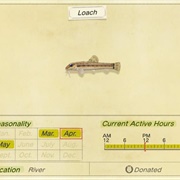 Loach