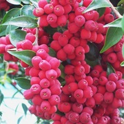 Riberry (Syzygium Luehmannii)