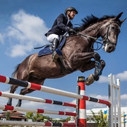 Equestrian Jumping