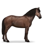 Brumby - Liver Chestnut