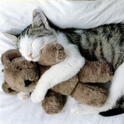 Cuddles With the Cat