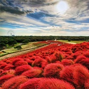 Hitachi Seaside Park
