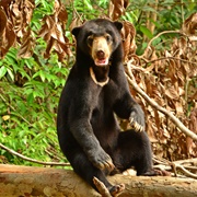 Sepilok Orangutan & Bear Rehab
