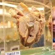 Museum of Human Disease