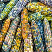 Glass Gem Corn