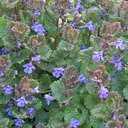 Ground-Ivy (Glechoma Hederacea)
