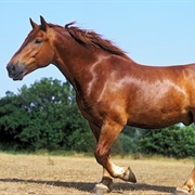 Suffolk Punch