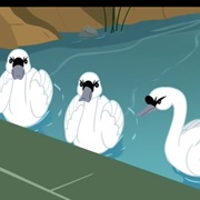 Swans