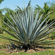 Blue Agave (Agave Tequilana)