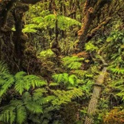 Kamakou Preserve, Molokai, Hawaii