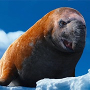 Bryan the Beach Master