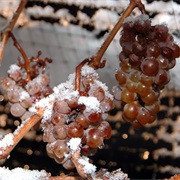 Canada Is Famous for Ice Wine and Cider