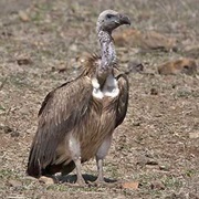 Slender-Billed Vulture