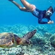Swim With Sea Turtles