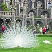 White Peacock , Isola Bella - Italy