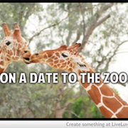 Go on a Date to the Zoo