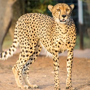 Decan Wildlife Reserve, Djibouti