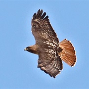 Red Tailed Hawk