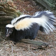 Striped Skunk