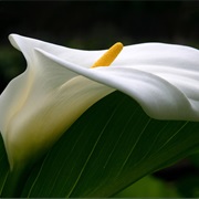 Calla