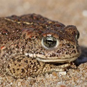 Natterjack Toad