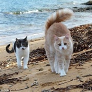 Cat Colony at Su Palosu Beach, Sardinia