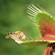 Watch a Carnivorous Plant Catching Flies