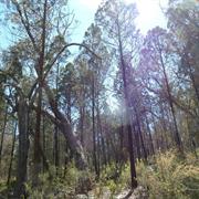 Conimbla National Park