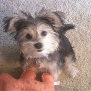 Morkie