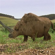 Elasmotherium