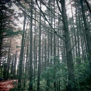 Montecristo National Park, El Salvador