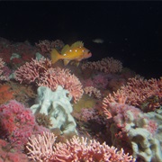 Cordell Bank National Marine Sanctuary