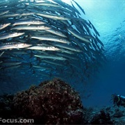 Barracuda Point, Sipadan, Borneo