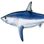 Mako Shark