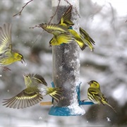 Feed Garden Birds and or Put Bird or Bat Boxes Up.