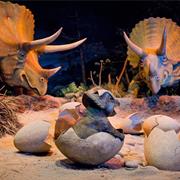 Grand Canyon Primeval World