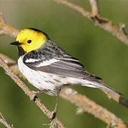 Hermit Warbler