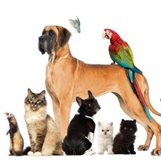 Own Several Pets at the Same Time