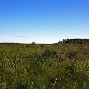 McGregor Marsh Scientific and Natural Area, Minnesota